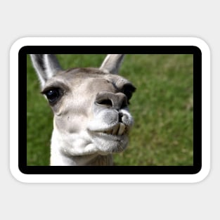 LLama Sticker